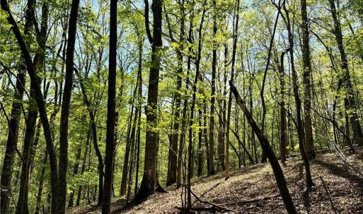 Photo #12 of 3311 NC Highway 66, Westfield, NC 62.3 acres