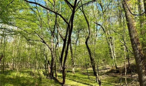 Photo #20 of 3311 NC Highway 66, Westfield, NC 62.3 acres