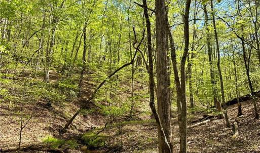 Photo #9 of 3311 NC Highway 66, Westfield, NC 62.3 acres