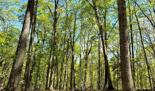 Photo #14 of 3311 NC Highway 66, Westfield, NC 62.3 acres