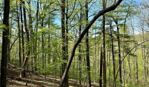 Photo #19 of 3311 NC Highway 66, Westfield, NC 62.3 acres