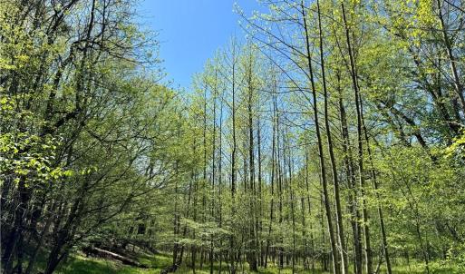 Photo #4 of 3311 NC Highway 66, Westfield, NC 62.3 acres
