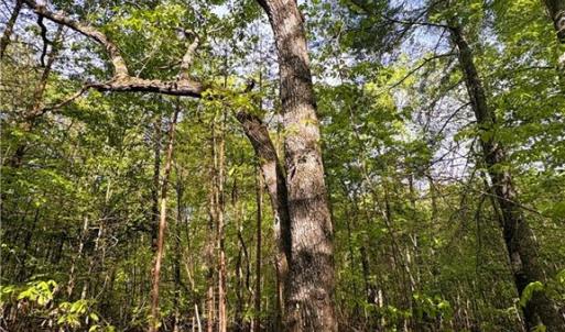 Photo #22 of 521 Matrimony, Eden, NC 30.4 acres