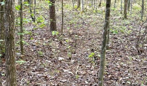 Photo #20 of 521 Matrimony, Eden, NC 30.4 acres