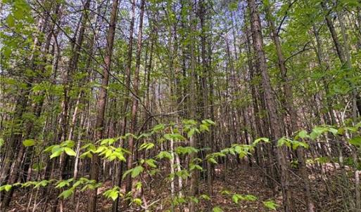 Photo #30 of 521 Matrimony, Eden, NC 30.4 acres