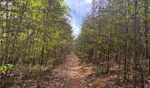 Photo #33 of 521 Matrimony, Eden, NC 30.4 acres