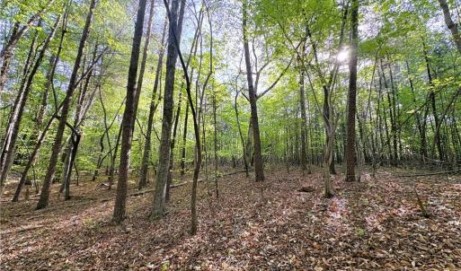 Photo #18 of 521 Matrimony, Eden, NC 30.4 acres