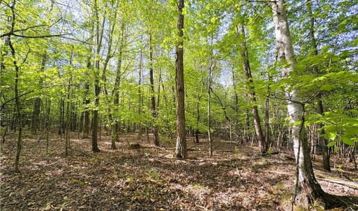 Photo #19 of 521 Matrimony, Eden, NC 30.4 acres