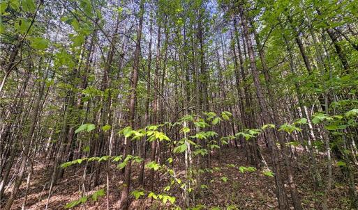 Photo #31 of 521 Matrimony, Eden, NC 30.4 acres