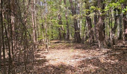 Photo #29 of 521 Matrimony, Eden, NC 30.4 acres