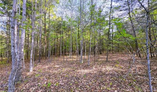 Photo #1 of 521 Matrimony, Eden, NC 30.4 acres