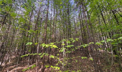 Photo #31 of 521 Matrimony, Eden, NC 30.4 acres