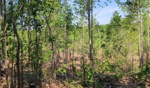 Photo #11 of 808 Neely, Asheboro, NC 53.6 acres