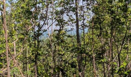 Photo #8 of 808 Neely, Asheboro, NC 53.6 acres