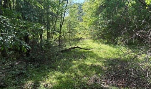 Photo #23 of 4100 High Rock, Gibsonville, NC 19.7 acres