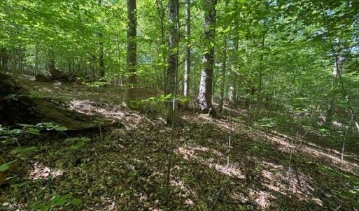Photo #13 of 4100 High Rock, Gibsonville, NC 19.7 acres