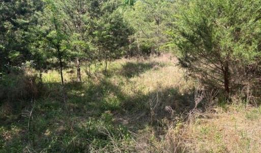 Photo #17 of 4100 High Rock, Gibsonville, NC 19.7 acres
