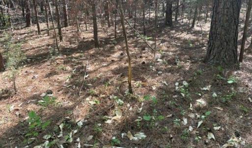 Photo #16 of 4100 High Rock, Gibsonville, NC 19.7 acres