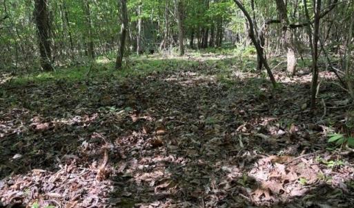 Photo #22 of 4100 High Rock, Gibsonville, NC 19.7 acres