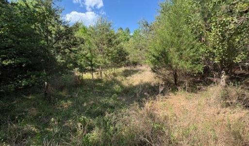 Photo #18 of 4100 High Rock, Gibsonville, NC 19.7 acres