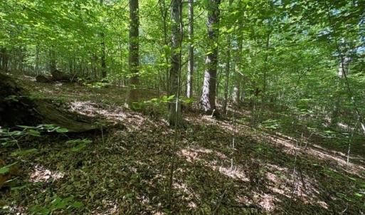 Photo #13 of 4100 High Rock, Gibsonville, NC 19.7 acres