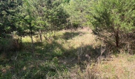 Photo #17 of 4100 High Rock, Gibsonville, NC 19.7 acres