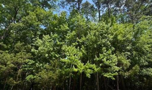 Photo #5 of Lot 36 Fox Ridge, Asheboro, NC 0.5 acres