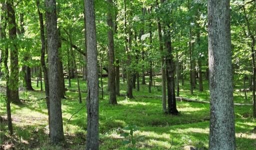 Photo #26 of 5936 Burlington, McLeansville, NC 36.1 acres