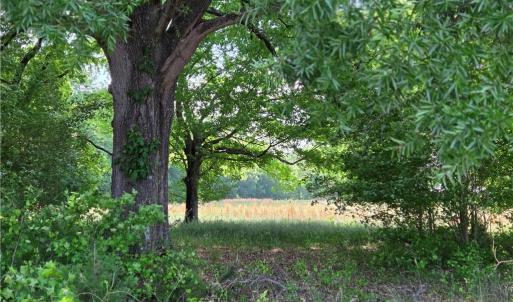 Photo #5 of 5936 Burlington, McLeansville, NC 36.1 acres