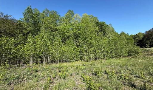 Maple trees beside homesite