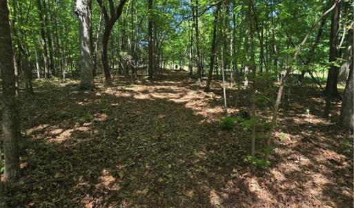 Photo #3 of 5022 Mt Hermon Rock Creek, Snow Camp, NC 19.7 acres