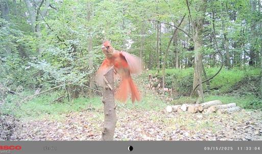 Photo #22 of 5706 TURNER SMITH, Browns Summit, NC 6.4 acres
