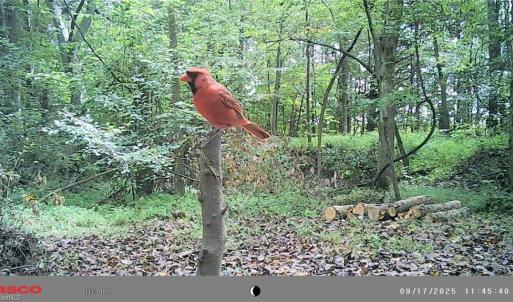 Photo #18 of 5706 TURNER SMITH, Browns Summit, NC 6.4 acres