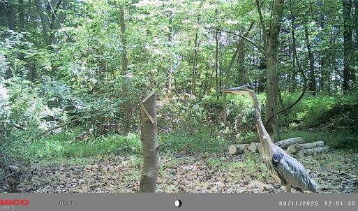 Photo #19 of 5706 TURNER SMITH, Browns Summit, NC 6.4 acres