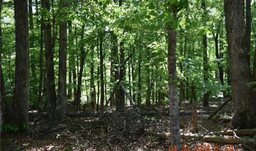 Photo #6 of 843 Renn, Stokesdale, NC 31.9 acres