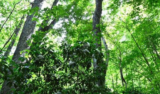 Photo #23 of Hilltop View, Germanton, NC 75.0 acres
