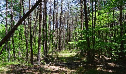 Photo #6 of Hilltop View, Germanton, NC 75.0 acres