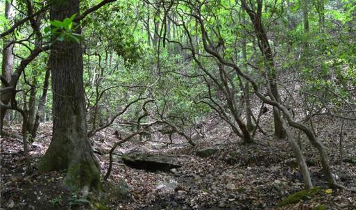 Photo #1 of Hilltop View, Germanton, NC 75.0 acres