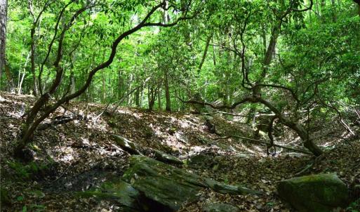 Photo #24 of Hilltop View, Germanton, NC 75.0 acres