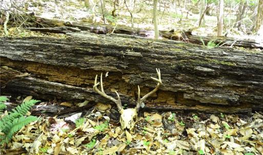 Photo #15 of Hilltop View, Germanton, NC 75.0 acres