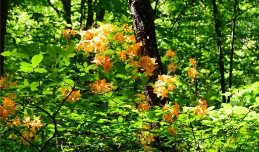 Photo #31 of Hilltop View, Germanton, NC 75.0 acres