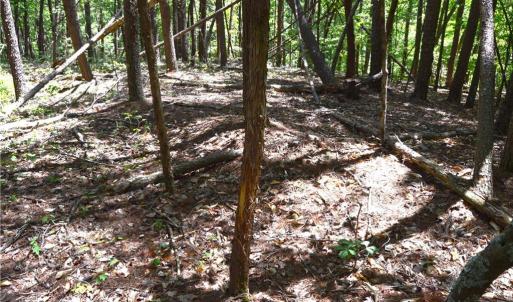 Photo #8 of Hilltop View, Germanton, NC 75.0 acres