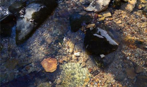 Photo #16 of 1344-1540 NC Highway 89, Danbury, NC 219.0 acres