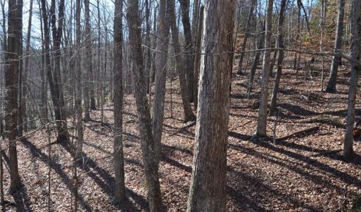 Photo #12 of 1344-1540 NC Highway 89, Danbury, NC 219.0 acres