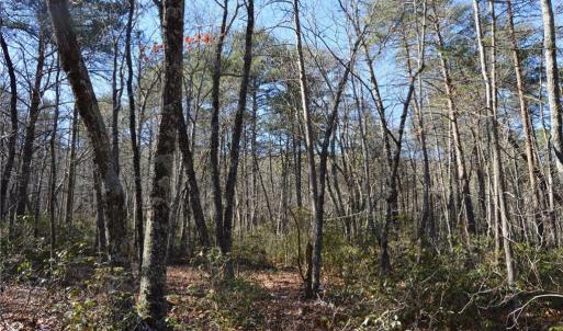 Photo #26 of 1344-1540 NC Highway 89, Danbury, NC 219.0 acres