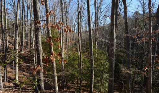 Photo #3 of 1344-1540 NC Highway 89, Danbury, NC 219.0 acres