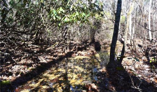 Photo #32 of 1344-1540 NC Highway 89, Danbury, NC 219.0 acres