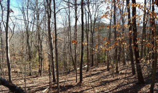 Photo #10 of 1344-1540 NC Highway 89, Danbury, NC 219.0 acres