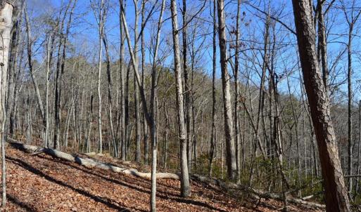 Photo #11 of 1344-1540 NC Highway 89, Danbury, NC 219.0 acres