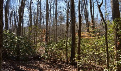 Photo #29 of 1344-1540 NC Highway 89, Danbury, NC 219.0 acres